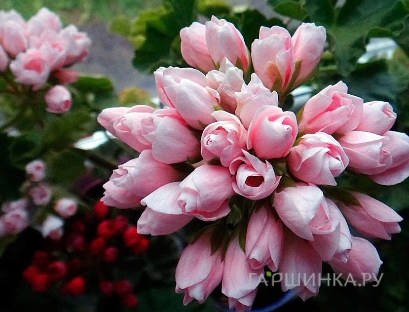 Пеларгония тюльпановидная Эмма