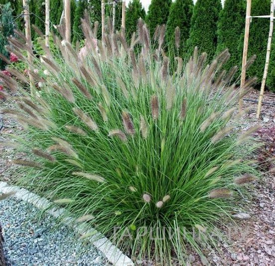 Пеннисетум Мэджик