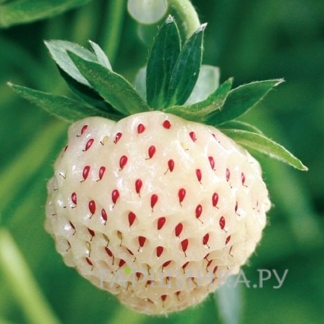 Земляника (Клубника) ананасовая Сноу Вайт
