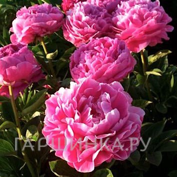 Пион Пинк Парфе