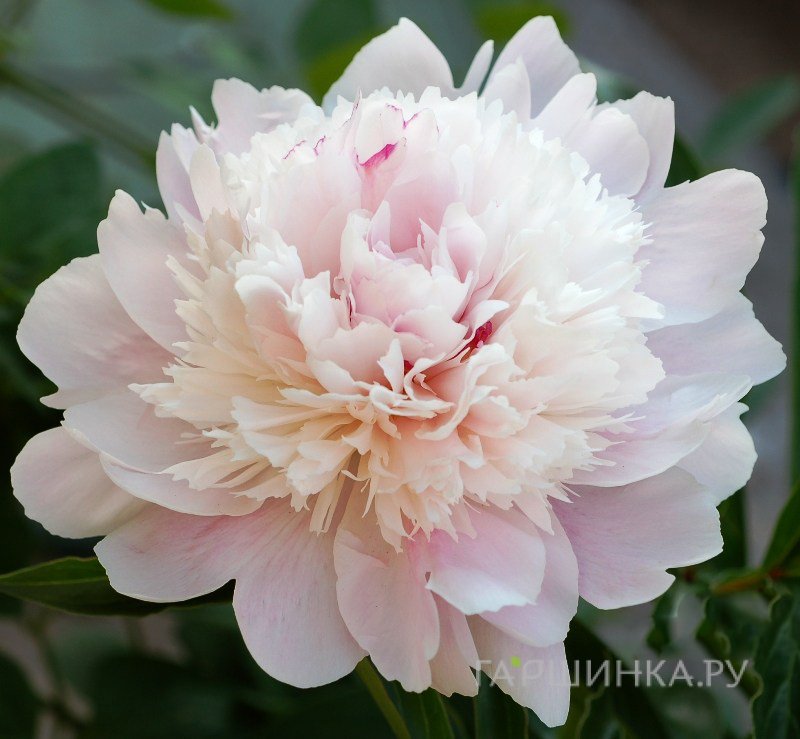 Пион Ширли Темпл