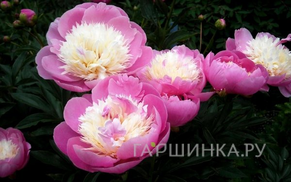 Пион Бойл оф Бьюти