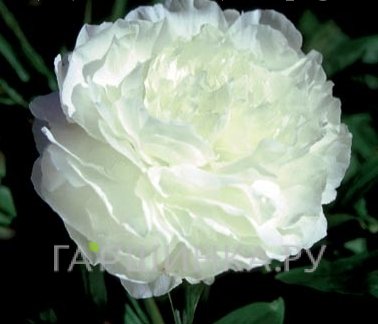 Пион Мазерс Чойс