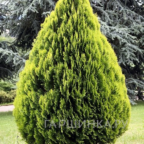 Туя восточная Ауреа Нана