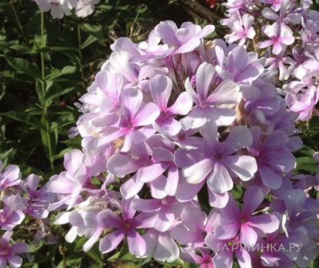 Флокс Егорка