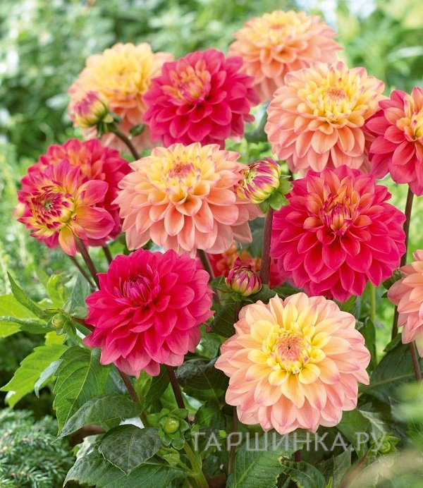 Георгина Принцесса Грация декоративная