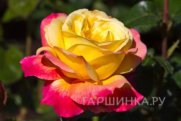 Роза Пульман Ориент Экспресс, Мейян (лиц)