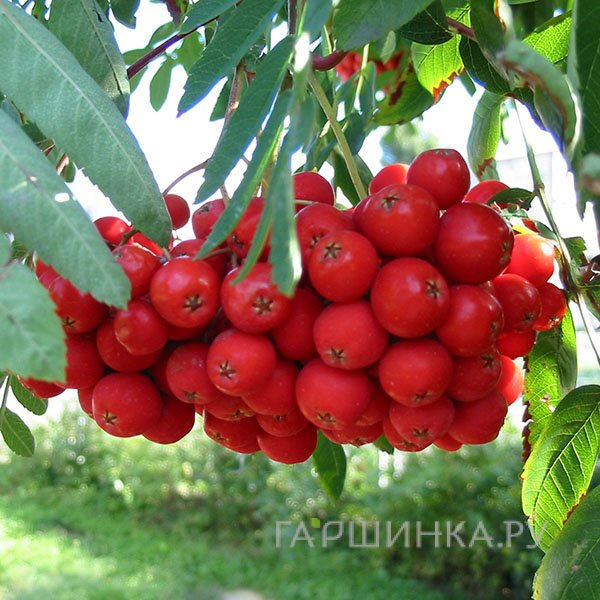 Рябина Моравская