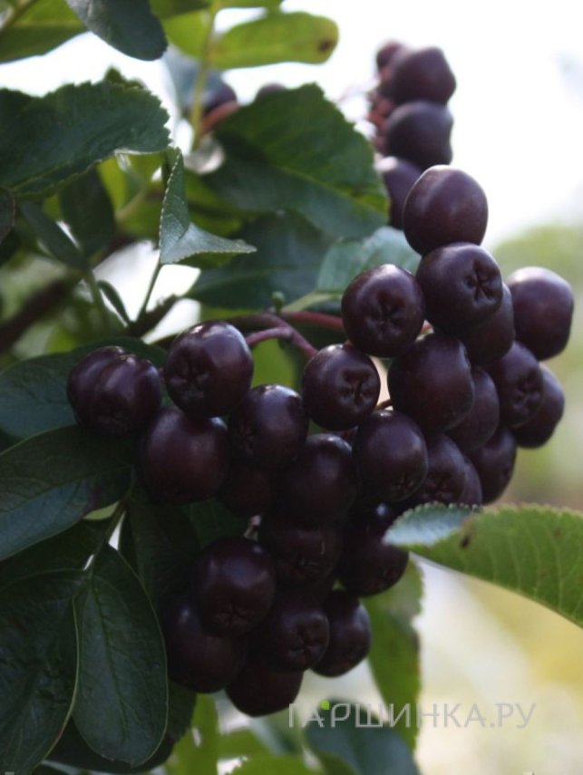 Рябина Ликерная