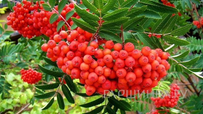 Рябина Невежинская сладкая крупноплодная (без горечи)