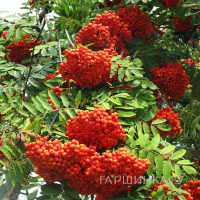 Рябина Сорбинка