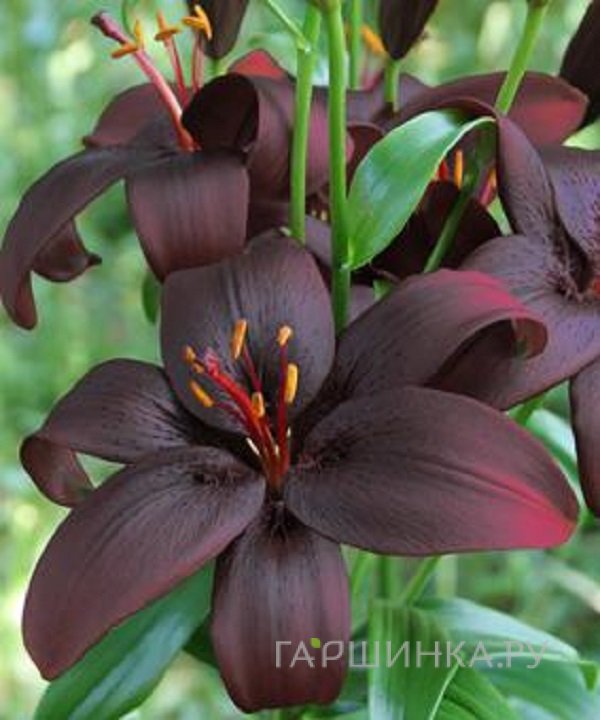 Лилия Роял Кис азиатская / 2шт