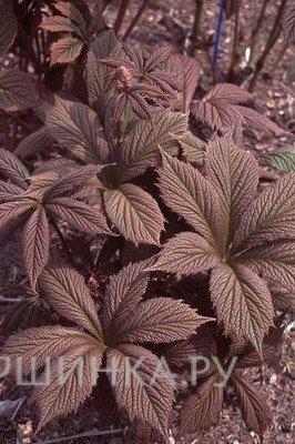 Роджерсия Шоколате Вингс перистая