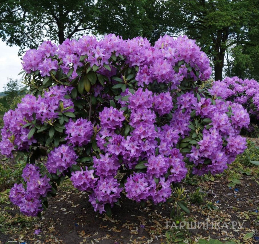 Рододендрон гибридный Катевбинский Грандифлорум