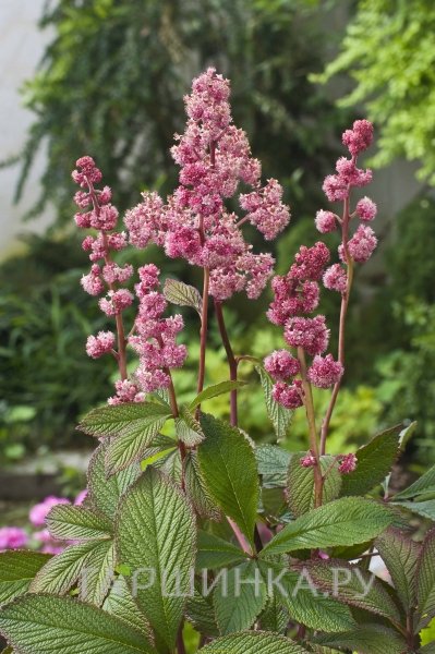 Роджерсия Дарк Покерс перистая