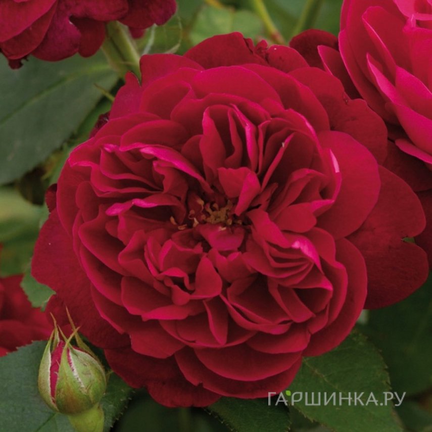 Роза Дарси Басселл, Д.Остин кустарниковая (лиц)