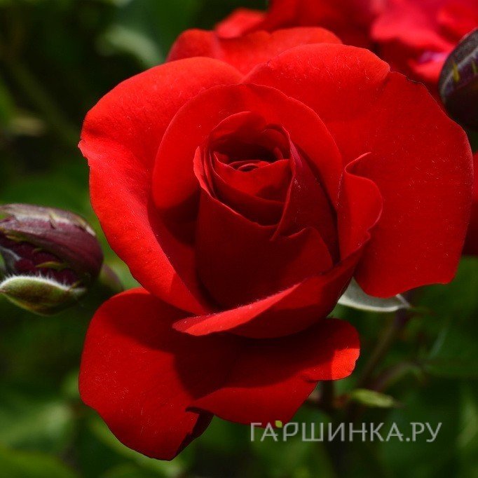 Роза Эвелин Висонт флорибунда, Imperial Rose