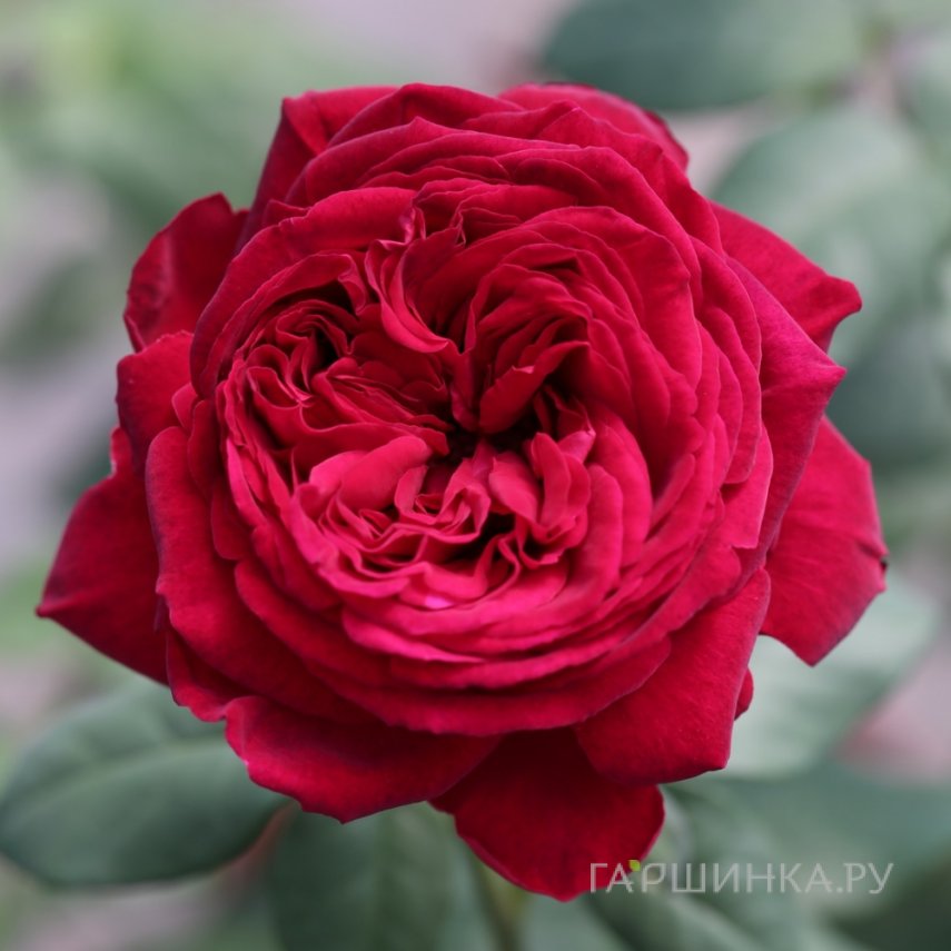 Роза Госпел чайно-гибридная Imperial Rose