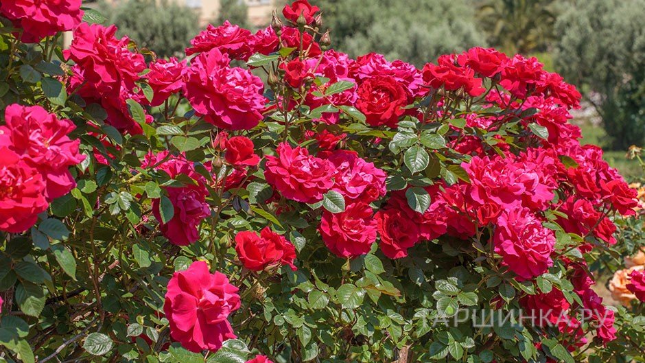 Роза Гримпант Кассандр плетистая, Imperial Rose