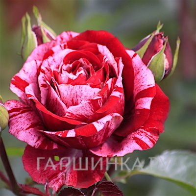 Роза Анри Матисс чайно-гибридная Imperial Rose