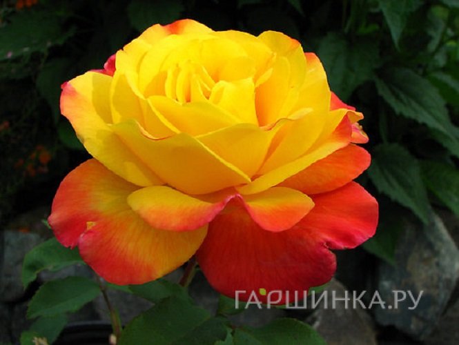 Роза Самба флорибунда, Imperial Rose