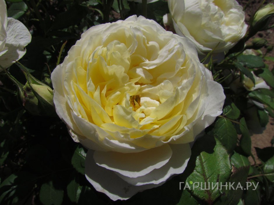 Ташкент үйдегі секс Порнодағы Лексингтон Стил