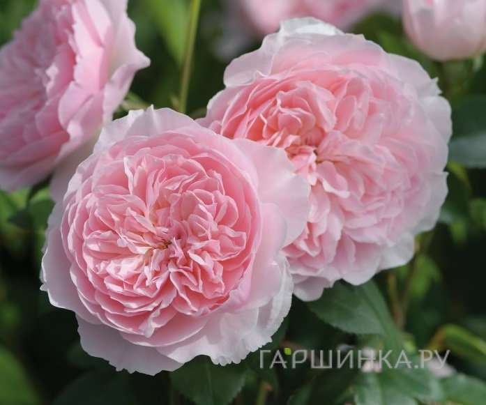 Роза Висли 2008, Д.Остин кустарниковая (лиц)