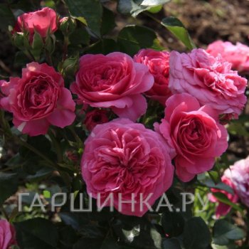 Роза Клив флорибунда, Imperial Rose