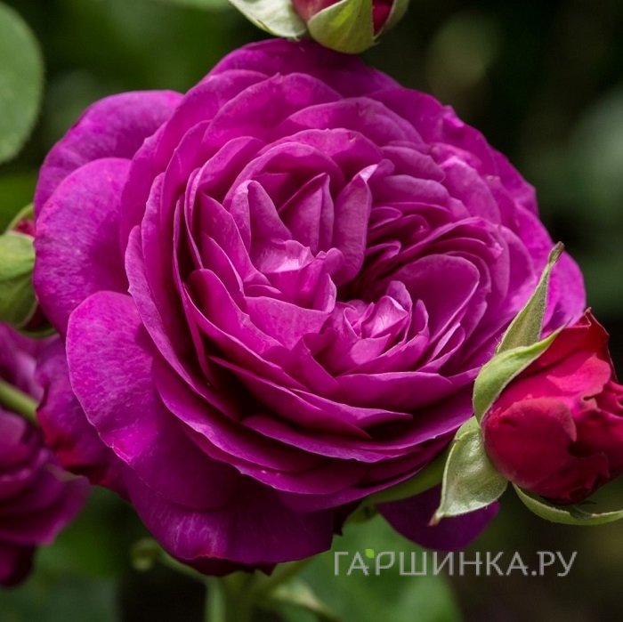 Роза Хайди Клум на штамбе 110см