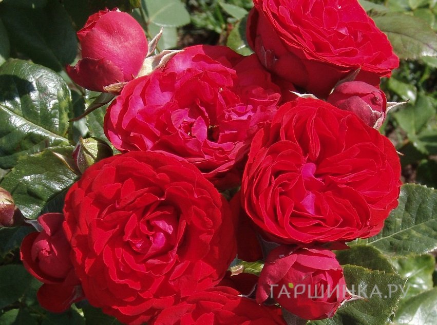 Роза Хот Рококо флорибунда, Тантау (лиц)