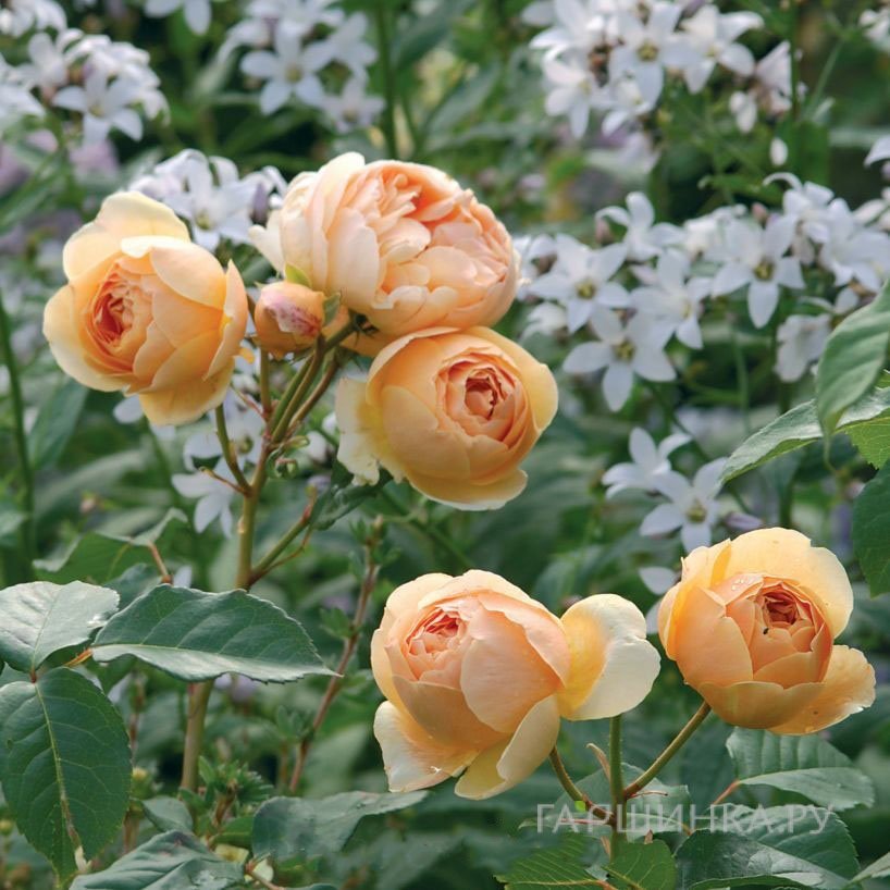 Роза Джуд зе Обскур, Д.Остин кустарниковая (лиц)