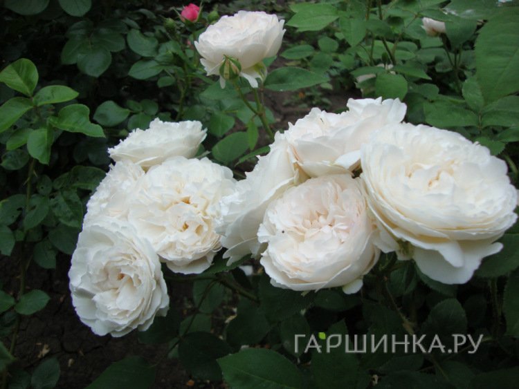 Роза Винчестер Кафедрал, Д.Остин кустарниковая (лиц)