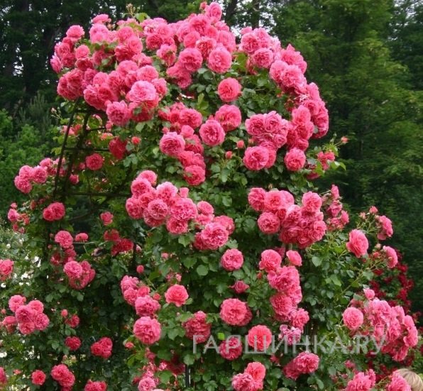 Роза Розариум Ютерсен плетистая, Топалович (лиц)