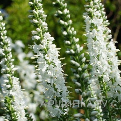 Вероника длиннолистная Шнееризин