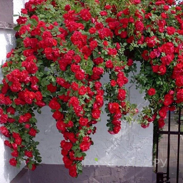 Роза Сантана плетистая, Тантау (лиц)