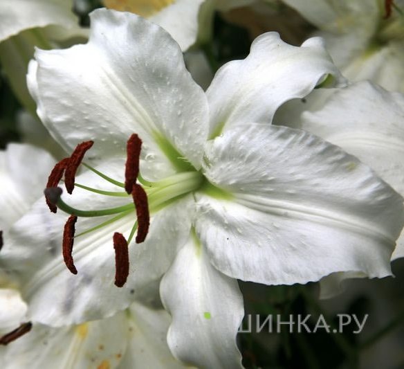 Лилия Саронно ОТ-гибрид