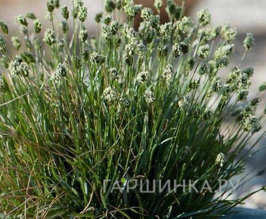 Сеслерия голубая