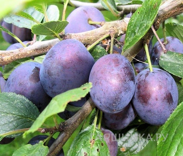 Слива Тульская черная