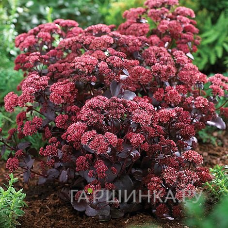 Очиток (седум) гибридный Перпл Эмперор