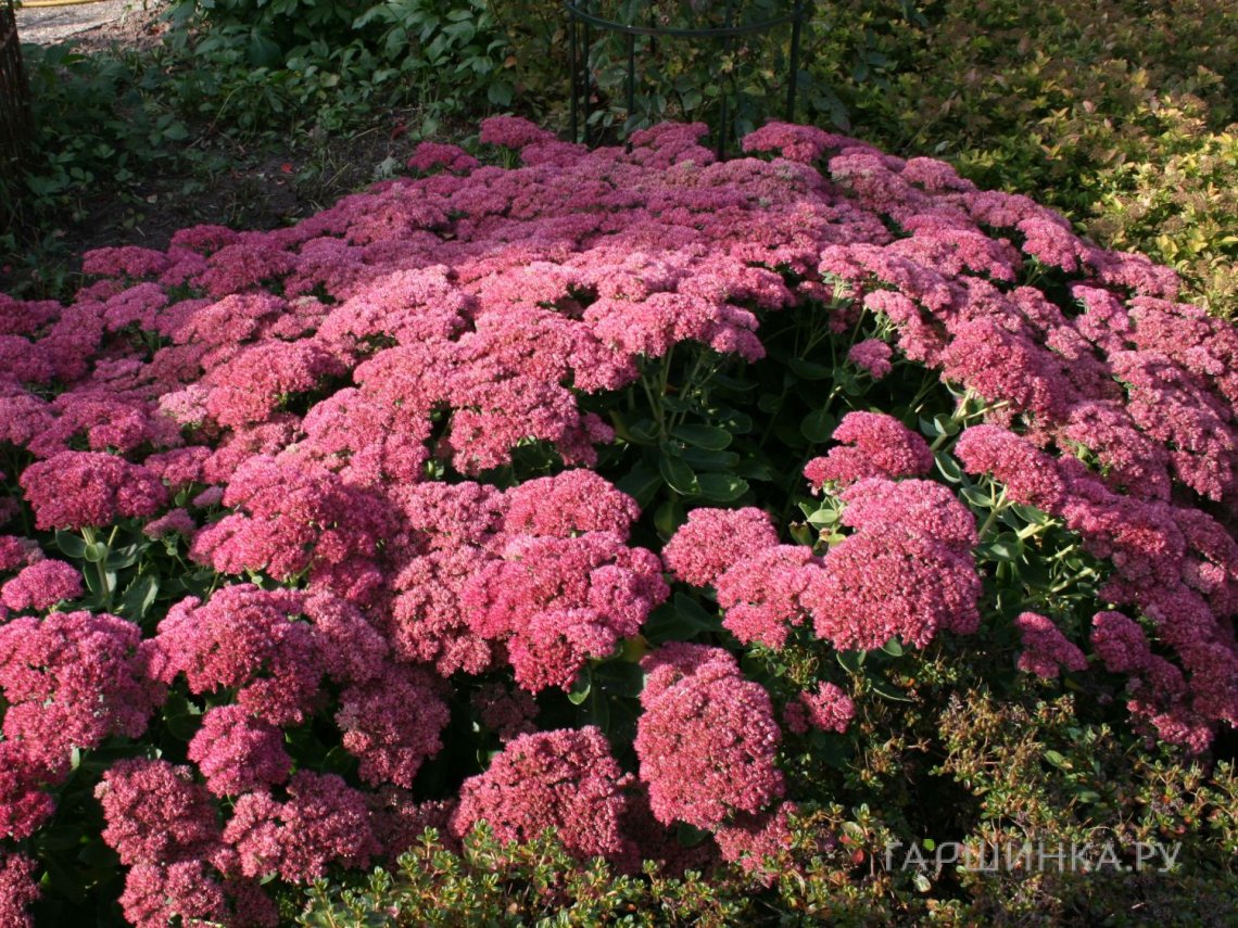 Очиток (седум) Хербстфройде