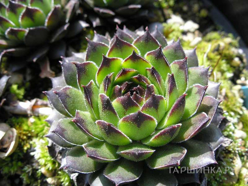 Молодило Рейнхард