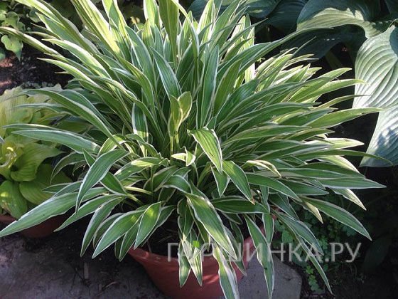 Хоста Сэндхил Крэйн (M)