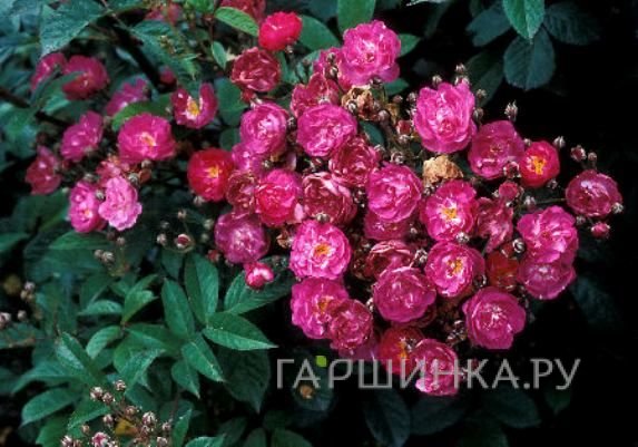 Роза Сибелиус мускусная, Ленс (лиц)