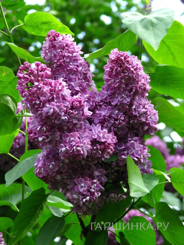 Сирень Павлинка махровая