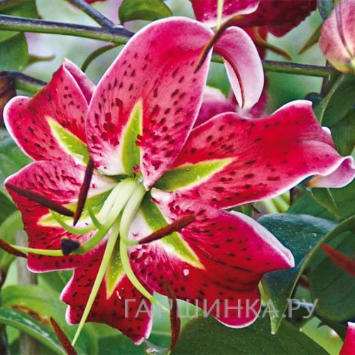 Лилия Скарлет Делайт видовая/2 шт