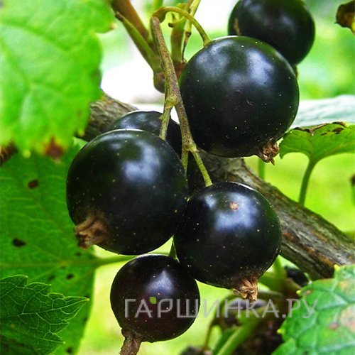 Смородина Дачница черная