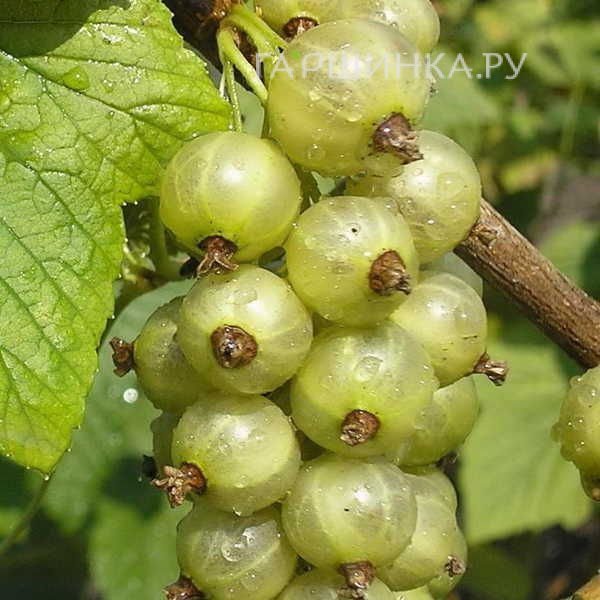 Смородина зеленая Снежная королева