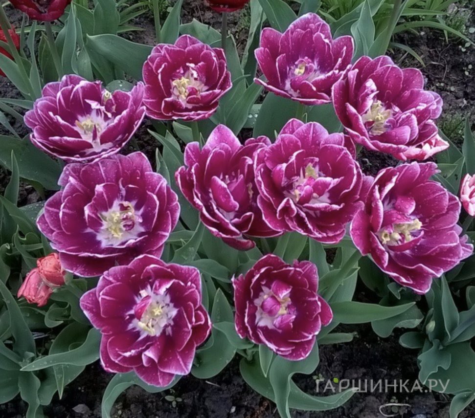 Тюльпан Дрим Тач махровый 2шт