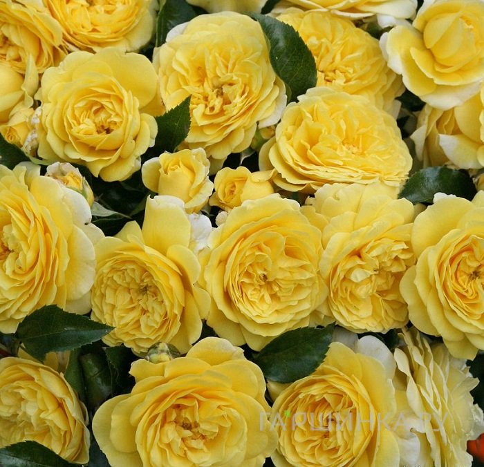 Роза Солеро флорибунда, Кордес (лиц)