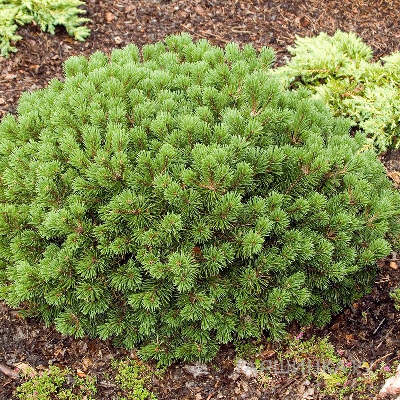 Сосна горная Мопс